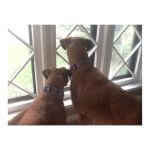 Biggie (right) and Gigi (left)~G~092