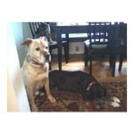 Boliver (left) and Cholo (right)~G~099