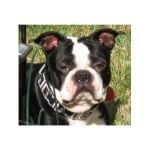 Captian Jack Sparrow~G~124