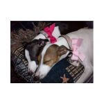 Crickit and Pixie~G~171