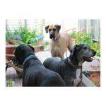 Kitty, Deco, and Danforth~G~338