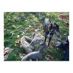 Hatch, Jewels, and Chewy~G~279