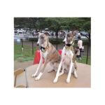 John (left) and Jack (right)~G~316