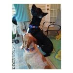 Leonidas and Stella~G~351