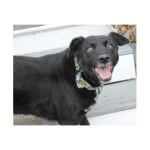 Louis Armstrong~G~369