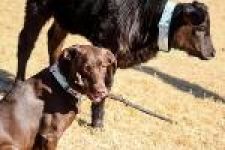 Cash and Betty (cow)~G~1016