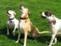 Chance (left), Destin E (middle), and Stella (right)~G~781