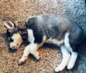 Chinook Mooshka~G~1116