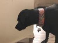 Cozumel (Countess Cozumel of Cornelius)~G~1128