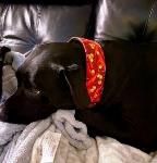 Cozumel (Countess Cozumel of Cornelius)~G~1243