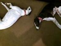 Gift (white) and Zorro (black)~G~763