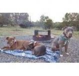 Holly Dae (left), Khloe (Klo Bear) (middle) and Phin (right)~G~833