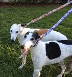 Izzy (front) and Bella (back)~G~1012