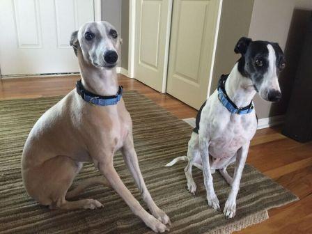 Kona (left) and Tango (right)~G~823