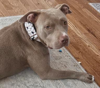 Louie~G~1291