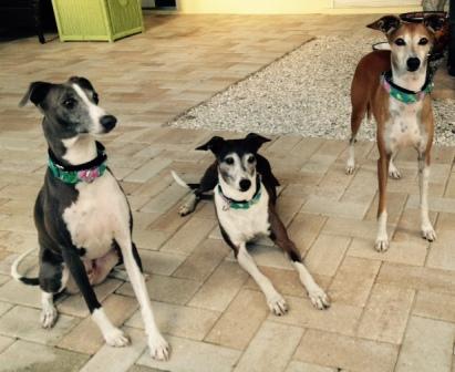 Simon (left), Tony (middle), and Luca (right)~G~736