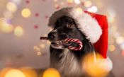 Christmas martingale collars