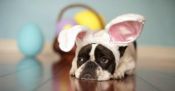 Easter martingale collars