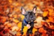 Fall martingale collars