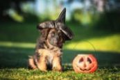 Halloween martingale collars