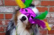 Mardi Gras martingale collars