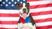 Patriotic martingale collars