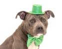 St Patricks Day martingale collars
