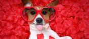 Valentine martingale collars